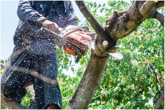 tree services Coppell